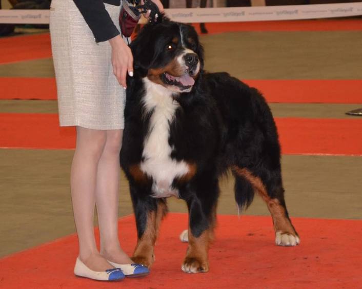 CACIB Kielce - 13.11.