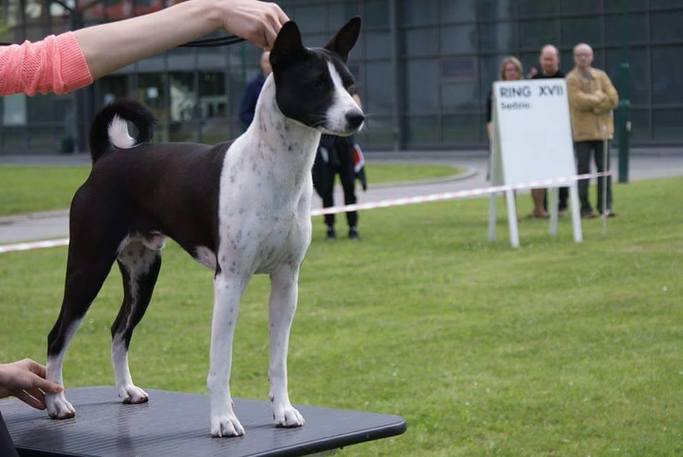 CACIB Kraków - 20.06.