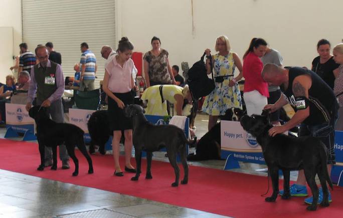 CACIB Nitra - 6.06