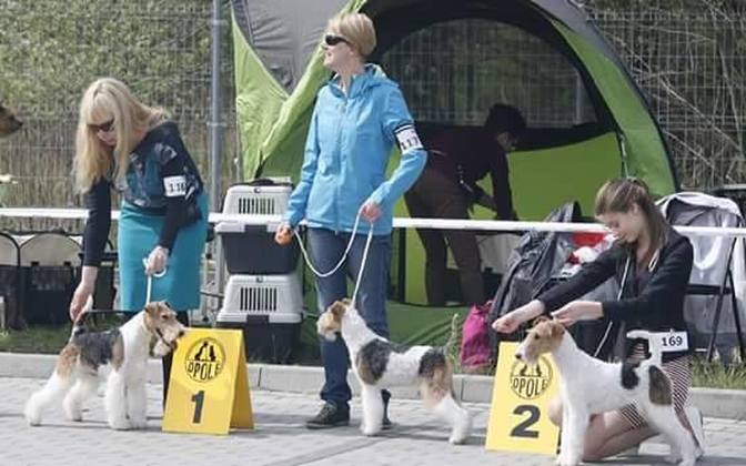 CACIB Opole - 23.04.