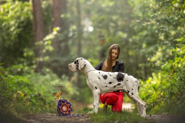 CONSTANTIN with Red Ribbon